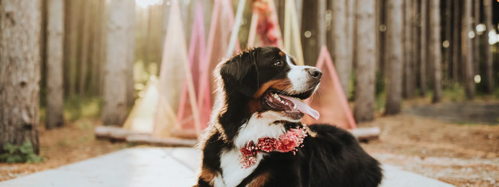 Wedding pup Denali sits patiently at Pinewood Weddings & Events with a floral collar by Studio C Floral.