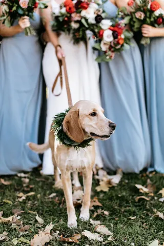 Doggy Social MN Weddings