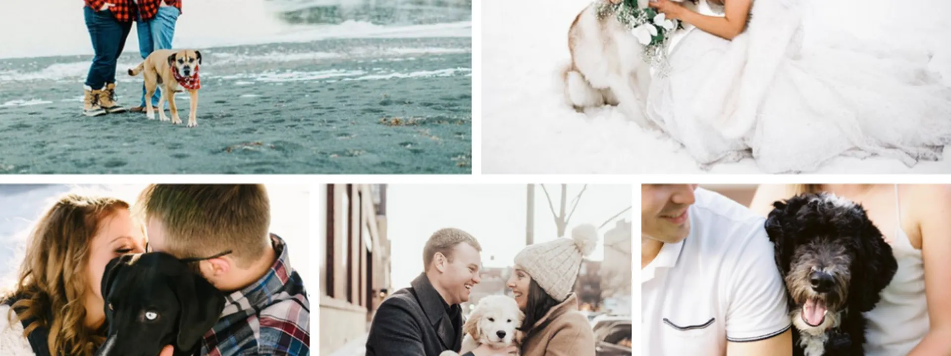 Dogs of Instagram - Minnesota