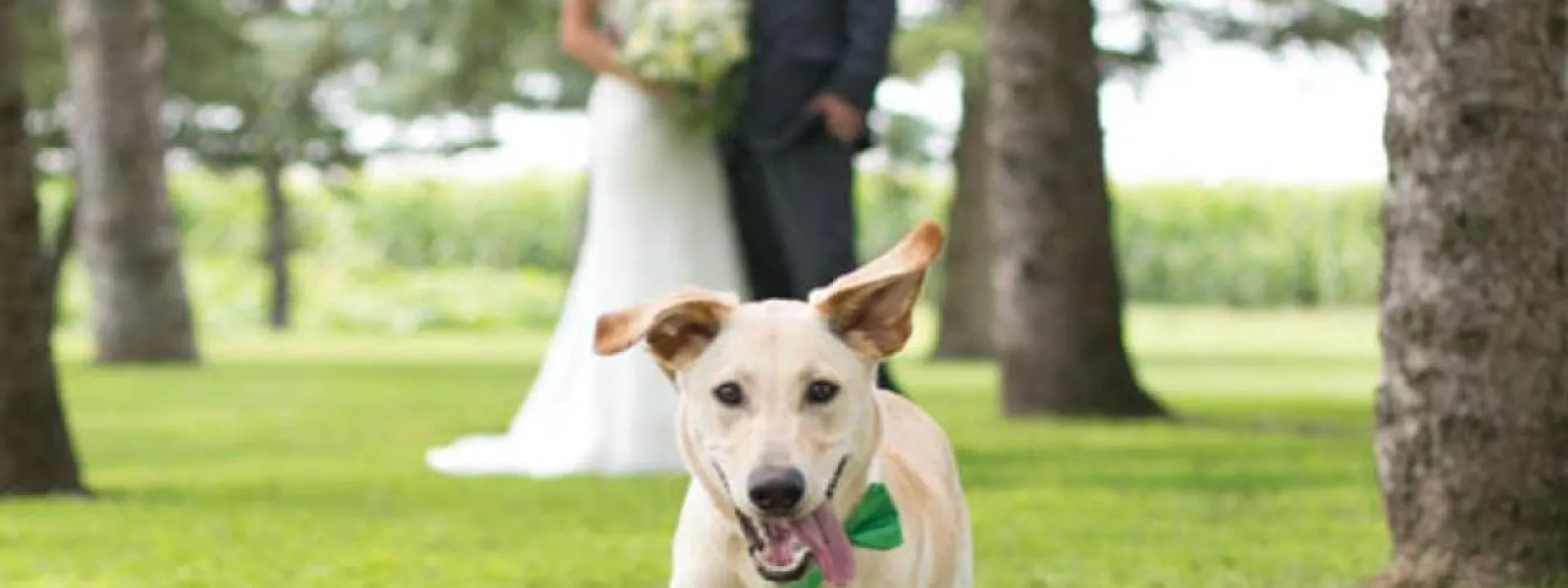 Minnesota Wedding Dogs