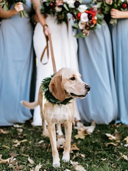 Doggy Social MN Weddings